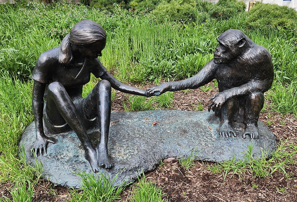 Sculpture-of-Jane-Goodall-and-David-Greybeard